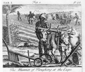 The Manner of Ploughing at the Cape, an illustration in 'The Present State of the Cape of Good-Hope: vol II', published 1731 (engraving) | Obraz na stenu