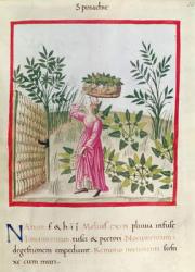 Ms 3054 f.24 Harvesting Spinach, from 'Tacuinum Sanitatis' (vellum) | Obraz na stenu