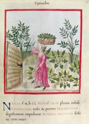 Ms 3054 f.24 Harvesting Spinach, from 'Tacuinum Sanitatis' (vellum) | Obraz na stenu