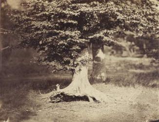 The Beech Tree, c.1855-7 (b/w photo) | Obraz na stenu