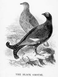 The Black Grouse, illustration from 'A History of British Birds' by William Yarrell, first published 1843 (woodcut) | Obraz na stenu