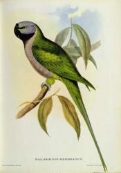 Parakeet: Palaeornis Derbianus, c.1850 | Obraz na stenu