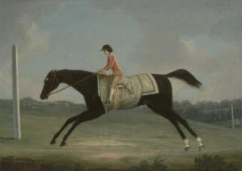 Borlase Cokayne as a Boy riding Sultana, 1751 (oil on canvas) | Obraz na stenu