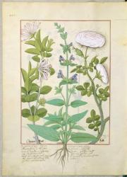 Ms Fr. Fv VI #1 fol.133v Honeysuckle, Sage and Rose, illustration from 'The Book of Simple Medicines' by Mattheaus Platearius (d.c.1161) c.1470 (vellum) | Obraz na stenu