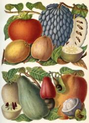 Tropical fruit. From Meyers Lexikon, published 1930 | Obraz na stenu
