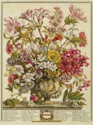 October, from 'Twelve Months of Flowers' by Robert Furber (c.1674-1756) engraved by Henry Fletcher (colour engraving) | Obraz na stenu