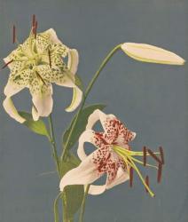Lilies, 1897 (hand-coloured collotype) | Obraz na stenu