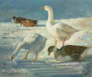 Geese and Mallards, 2000 (oil on canvas) | Obraz na stenu