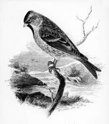 The Lesser Redpole, illustration from 'A History of British Birds' by William Yarrell, first published 1843 (woodcut) | Obraz na stenu