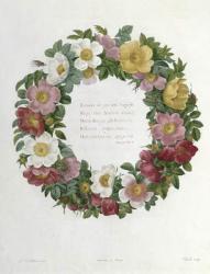 Christmas Roses | Obraz na stenu