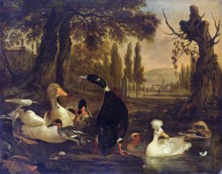 Water Birds (oil on canvas) | Obraz na stenu