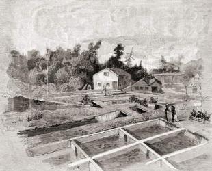 New York State hatcheries at Caledonia, New York, in the 19th century, from 'The Century Illustrated Monthly Magazine', published 1884 (engraving) | Obraz na stenu