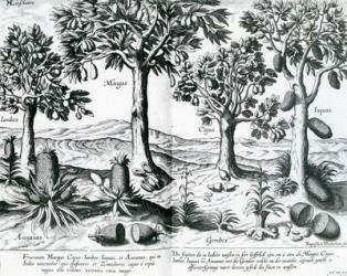 Tropical Fruit trees, 1596 (engraving) | Obraz na stenu