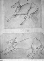 Dead horses, from the The Vallardi Album (pen & ink on paper) (b/w photo) | Obraz na stenu