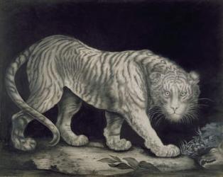 A Prowling Tiger (pencil on paper) | Obraz na stenu