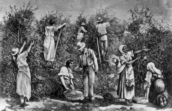 Coffee Harvest (engraving) (b&w photo) | Obraz na stenu