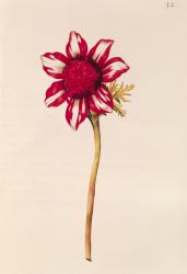 Anemone, from 'La Guirlande de Julie', c.1642 (w/c on vellum) | Obraz na stenu