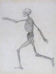 A Comparative Anatomical Exposition of the Structure of the Human Body with that of a Tiger and a Common Fowl: Human Figure, Lateral View, 1795-1806 (pencil on paper) | Obraz na stenu
