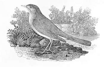 The Nightingale (Luscinia megarhynchos) from the 'History of British Birds' Volume I, pub. 1797 (wood engraving) | Obraz na stenu