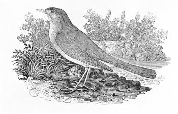 The Nightingale (Luscinia megarhynchos) from the 'History of British Birds' Volume I, pub. 1797 (wood engraving) | Obraz na stenu