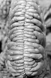 succulent | Obraz na stenu