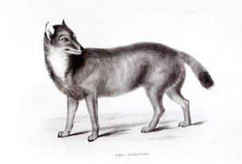 Canis Antarcticus (b/w photo) | Obraz na stenu