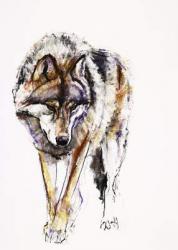 European Wolf (charcoal & conte on paper) | Obraz na stenu