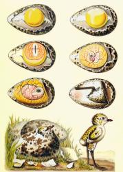 Evolution of a chicken within an egg, and a chicken recently emerged from the egg, from 'El Mundo Ilustrado', published Barcelona, 1880 (colour litho) | Obraz na stenu