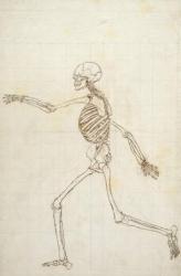 Study of the Human Figure, Lateral View, from 'A Comparative Anatomical Exposition of the Structure of the Human Body with that of a Tiger and a Common Fowl', 1795-1806 (pen and ink and graphite on wove paper) | Obraz na stenu