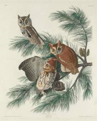 Mottled Owl, 1830 (coloured engraving) | Obraz na stenu