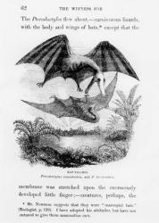 Bat-Lizards (engraving) (b/w photo) | Obraz na stenu