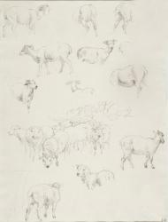 Flock of Sheep, after 1794 (graphite) | Obraz na stenu