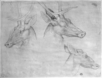 Two heads of stags, one head of a doe, from the The Vallardi Album (pen & ink on paper) (b/w photo) | Obraz na stenu