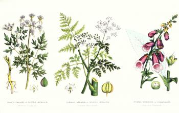 Common Poisonous Plants, c.1890 (coloured engraving) | Obraz na stenu