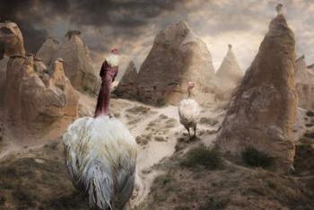 Eastern European Chickens in Cappadocia, Turkey | Obraz na stenu