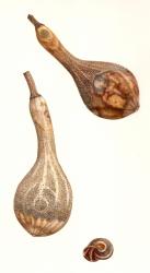 Dried Gourds and Snail Shell, 2005 (w/c on paper) | Obraz na stenu