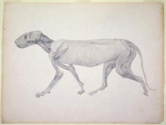 Tiger: Lateral View, Partially Dissected, from the series 'A Comparative Anatomical Exposition of the Structure of the Human Body with that of a Tiger and a Common Fowl' (graphite on paper) | Obraz na stenu