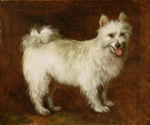 Spitz Dog, c.1760-70 (oil on canvas) | Obraz na stenu