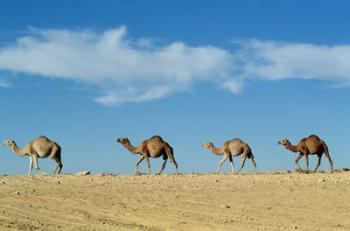 Camel train (photo) | Obraz na stenu