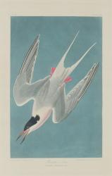 Roseate Tern, 1835 (coloured engraving) | Obraz na stenu