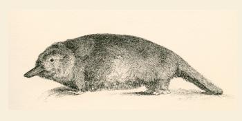 Australian Duck-billed platypus. Ornithorhynchus anatinus. From The National Encyclopaedia, published c.1890. | Obraz na stenu