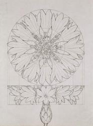 Study for a Cornflower, 1808 (pen and ink on paper) | Obraz na stenu