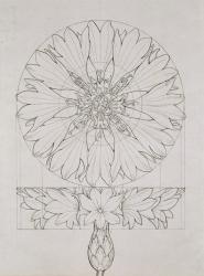 Study for a Cornflower, 1808 (pen and ink on paper) | Obraz na stenu