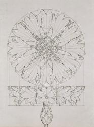 Study for a Cornflower, 1808 (pen and ink on paper) | Obraz na stenu