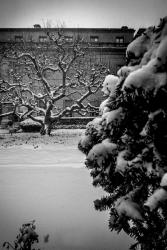 Frick Collection Winter Nº1 | Obraz na stenu