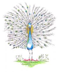 Peacock with Red Shoes 2017, (coloured pencil) | Obraz na stenu