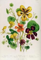 Nasturtium, plate 21 from 'The Ladies' Flower Garden', published 1842 (colour litho) | Obraz na stenu