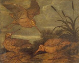 Woodcock at Dusk, c.1676 (oil on canvas) | Obraz na stenu