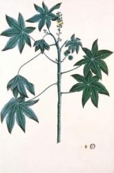 Castor oil plant, c.1801-4 (gouache & ink on paper) | Obraz na stenu