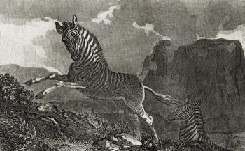 Quagga (engraving) | Obraz na stenu